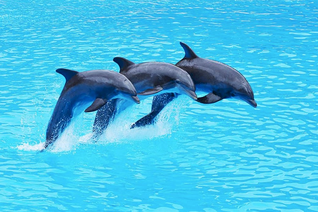 Делфини онлайн пъзел