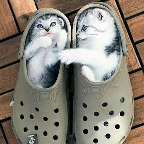 2 kittens in schoenen online puzzel