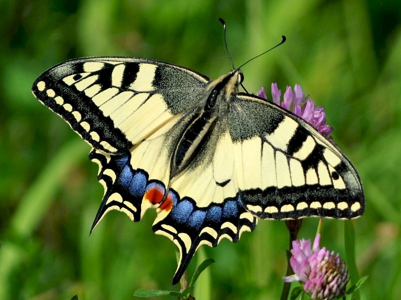 farfalla a coda di rondine puzzle online
