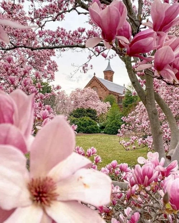 magnolier på gården Pussel online