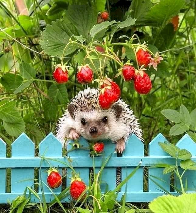 hedgehog on the fence online puzzle