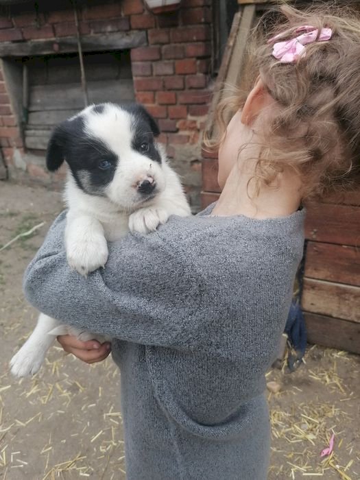 söt liten hund på flickans händer Pussel online