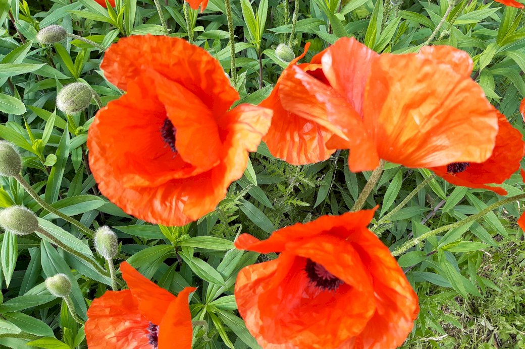 red poppies in the meadow online puzzle