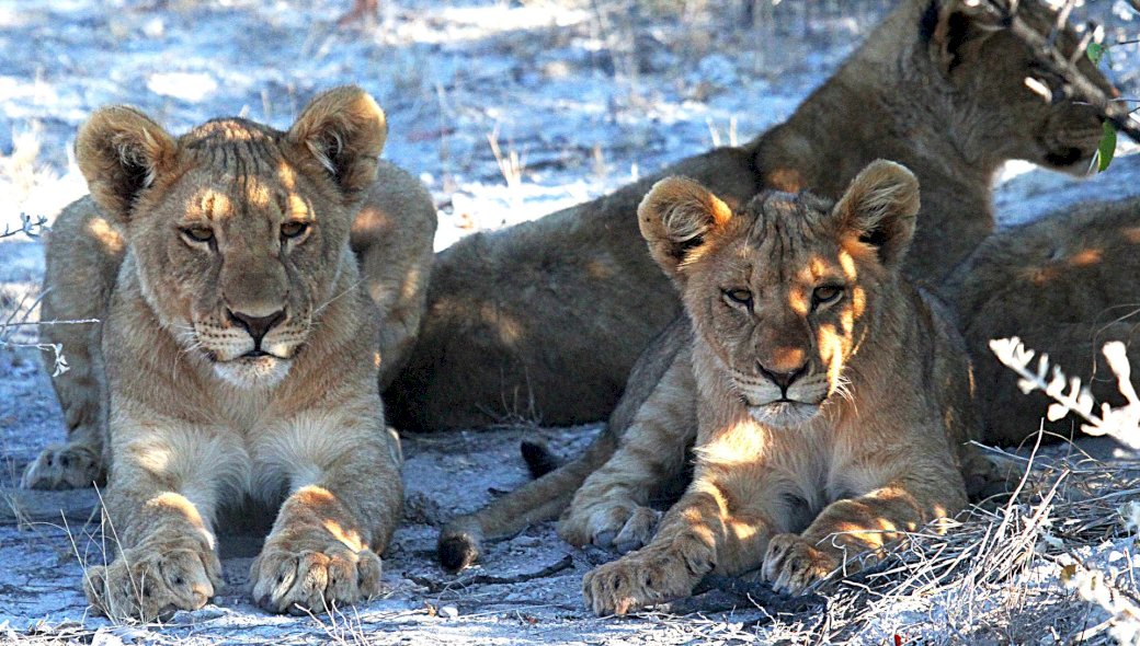 δύο λιονταράκια παζλ online