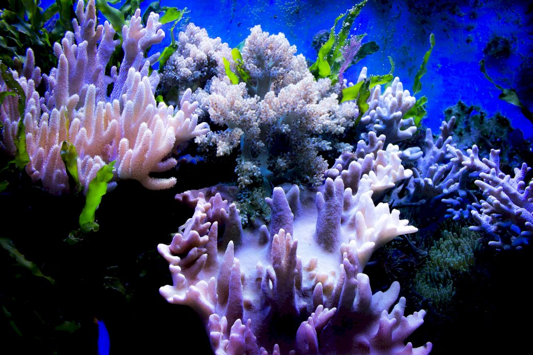 Coral rompecabezas en línea
