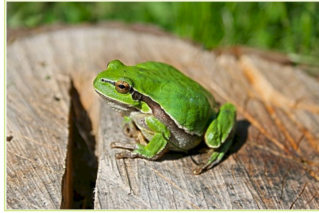 grüner Frosch auf einem Baumstamm Puzzlespiel online
