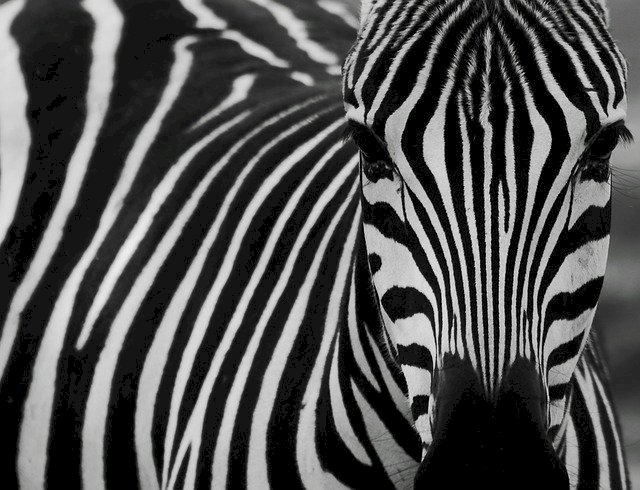 Moje zebra šílená skládačky online