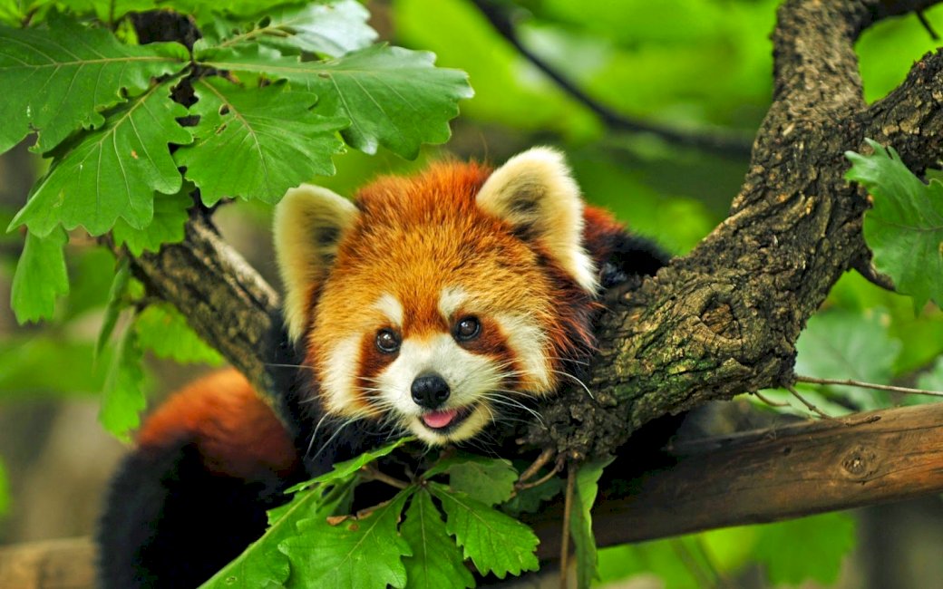 Rode panda online puzzel