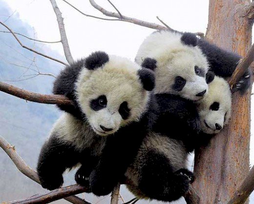 Pandas Bebês puzzle online