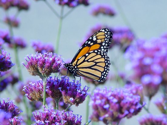 verbena motýli online puzzle