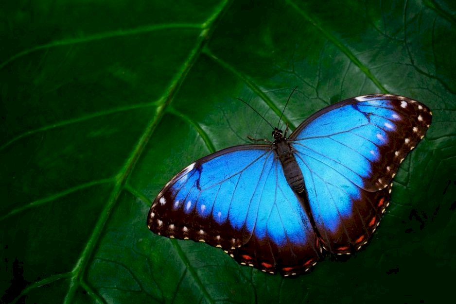 Fluture albastru puzzle online