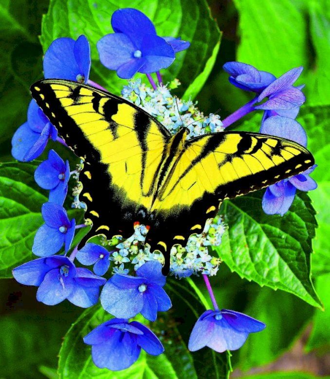 Gele vlinder legpuzzel online