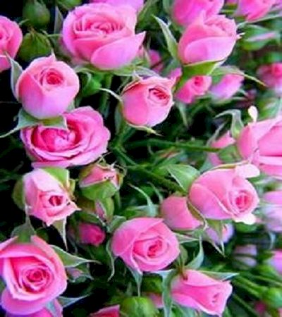 Rosor de vackraste blommorna. pussel på nätet