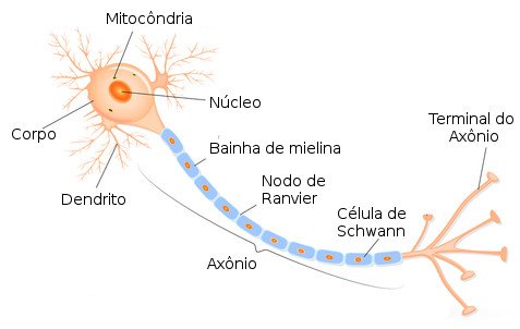 Neurônio, célula puzzle online