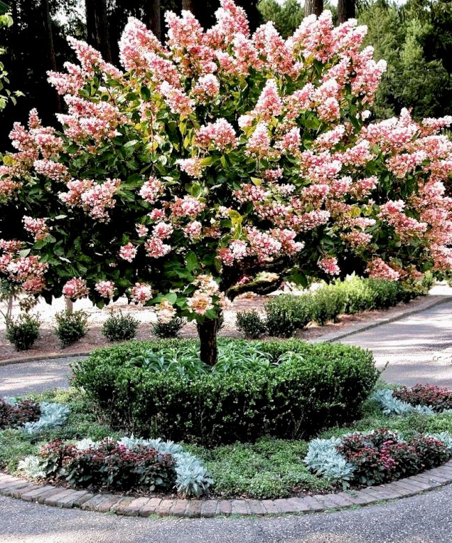 Trädliknande hortensia. Pussel online
