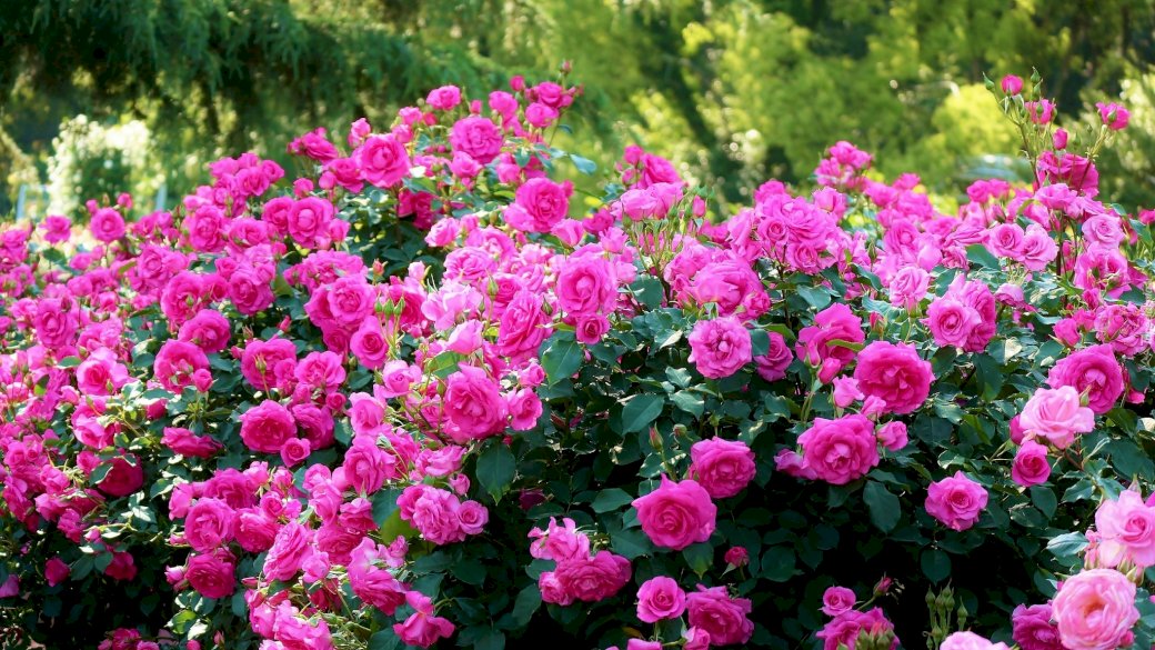 Gyönyörű rózsák kirakós online