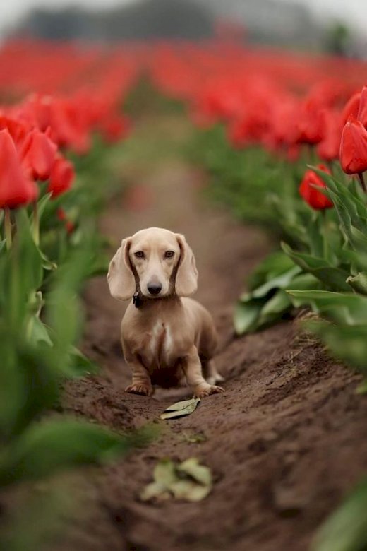 Tulip Dachshund παζλ online