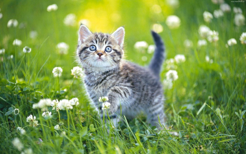 Kis cica a réten kirakós online