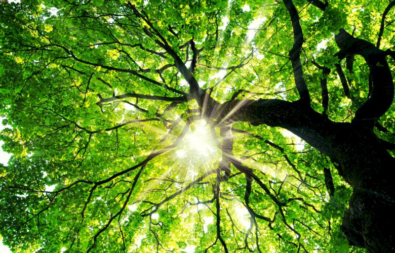 Zelený strom online puzzle
