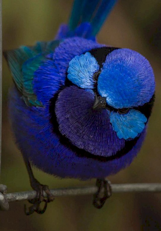 Μπλε πουλί online παζλ
