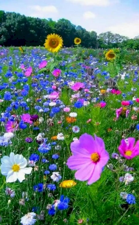 campo de flores quebra-cabeças online