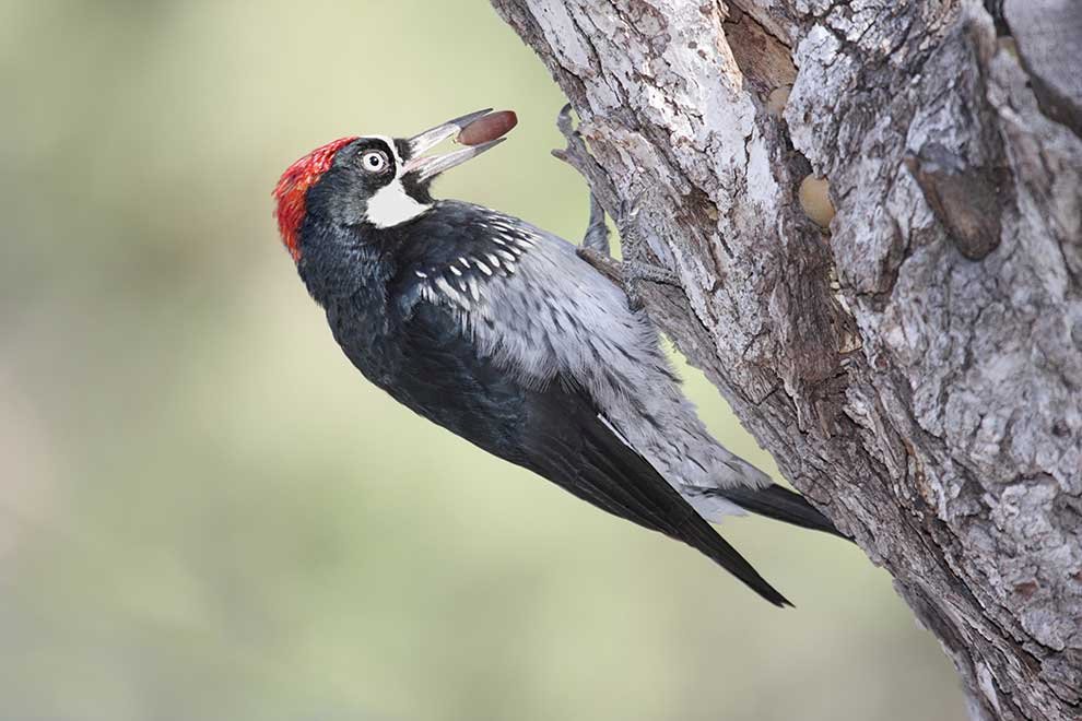 Glans woodpecker puzzle online