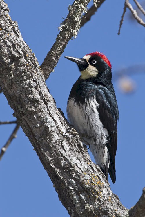 Glans woodpecker puzzle online