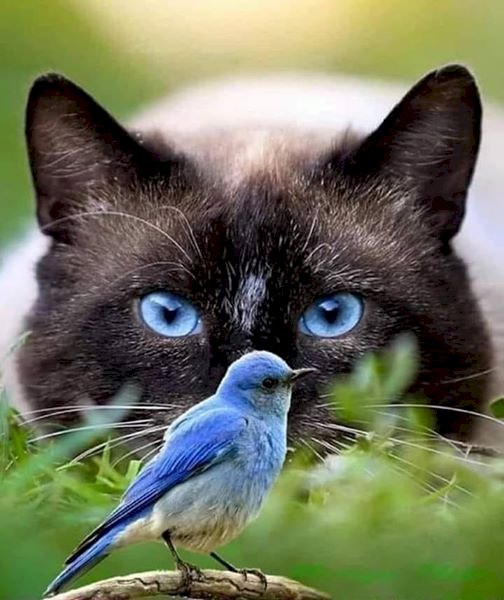 котка и птица в синьо онлайн пъзел