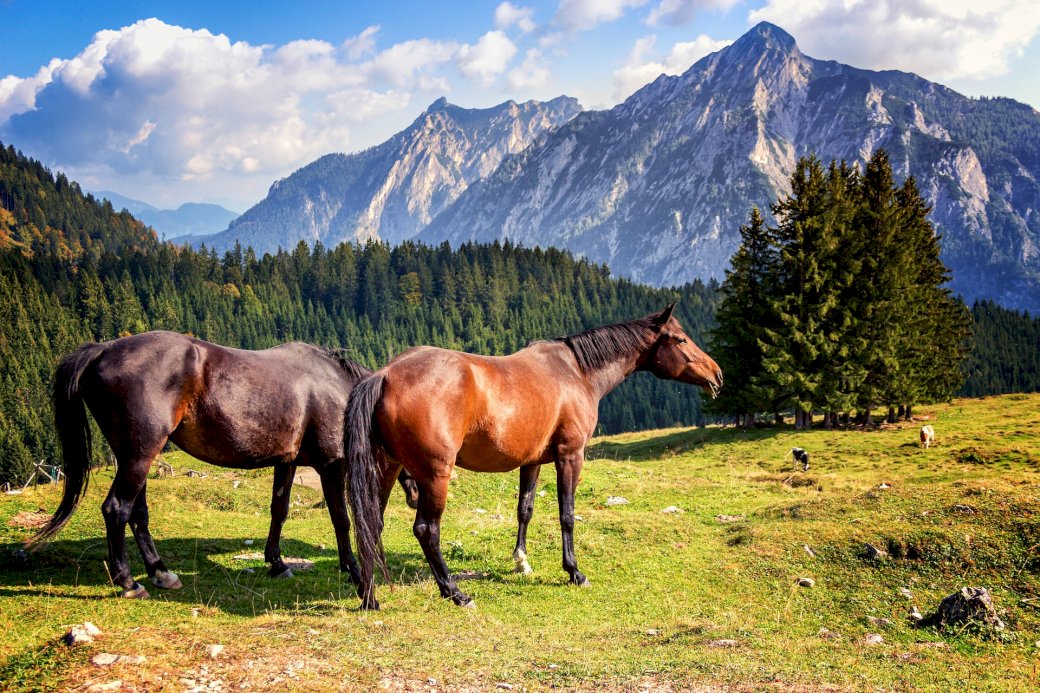 Una vista con i cavalli puzzle online