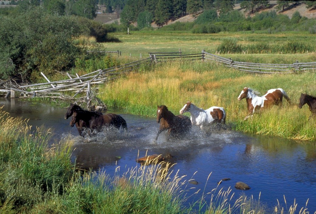view with horses 2 jigsaw puzzle online