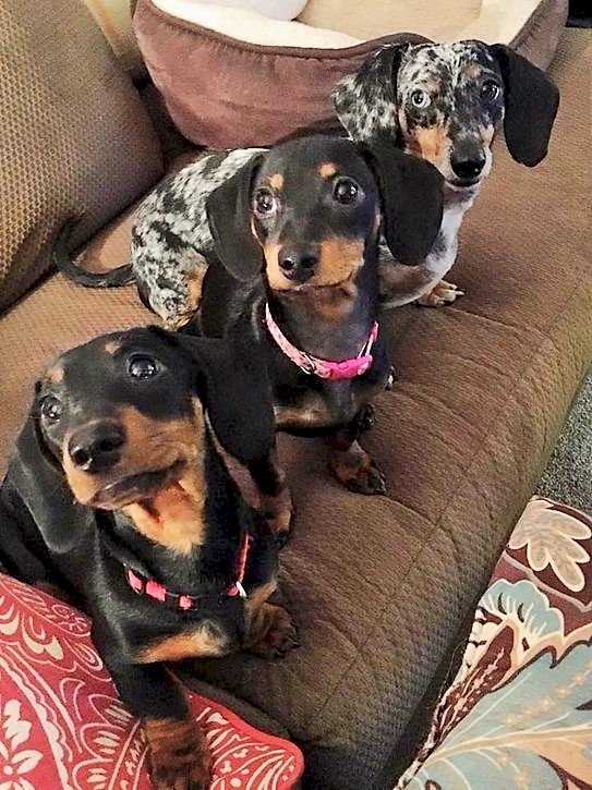 3 dachshunds in a row jigsaw puzzle online