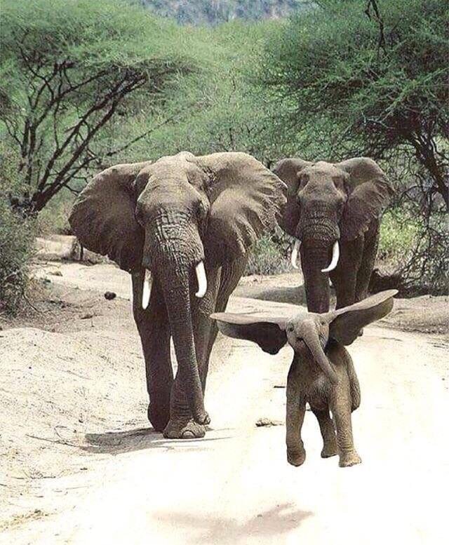 Több elefánt kirakós online