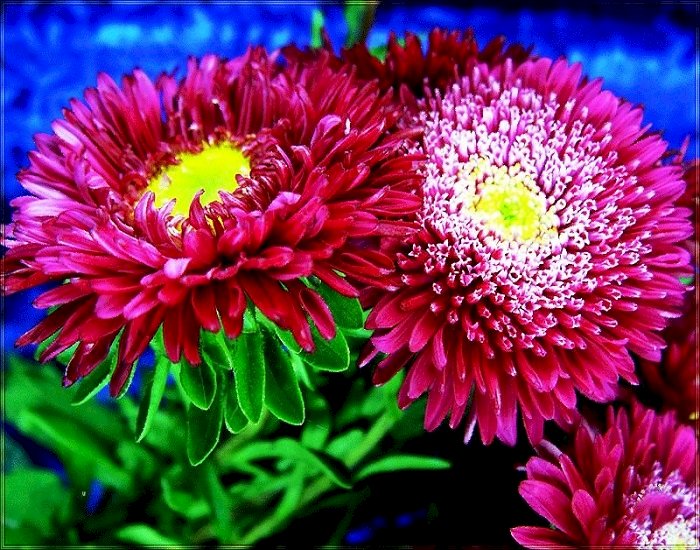 Aster. puzzle online