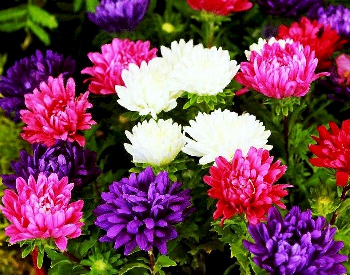 Asters. online puzzle