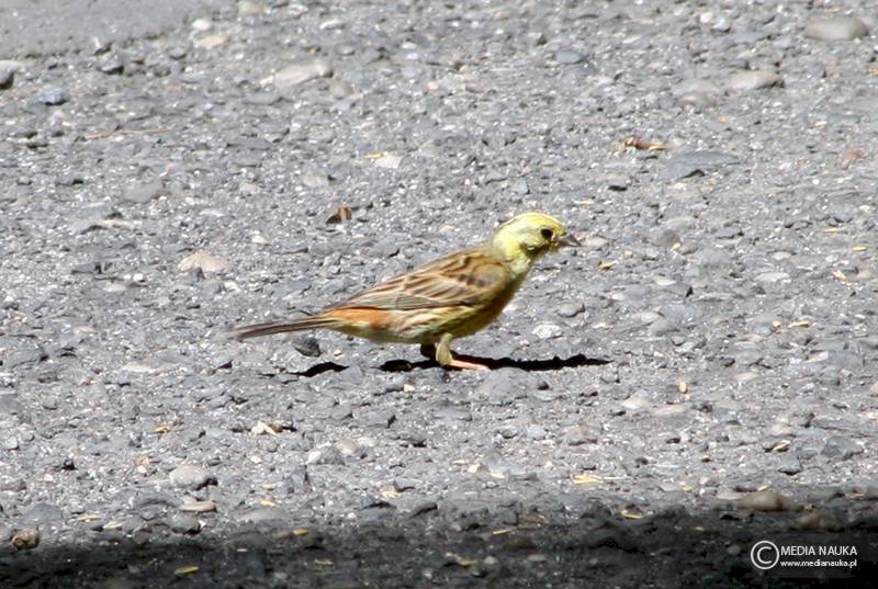 Yellowhammer, Yellow-bellied Bunting online puzzle