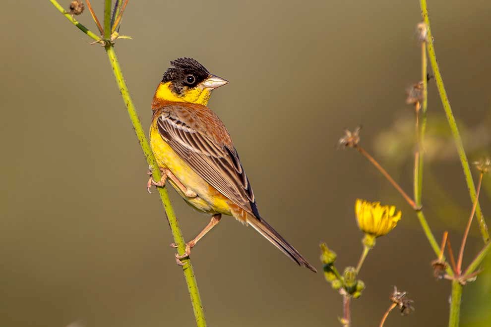Black-headed bunting online puzzle