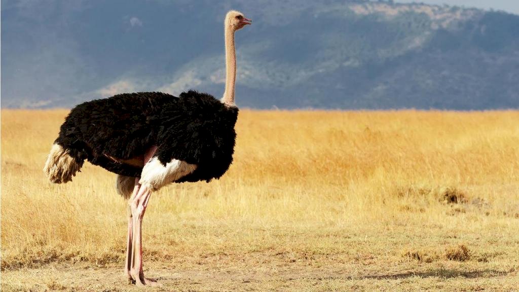 avestruz rompecabezas en línea