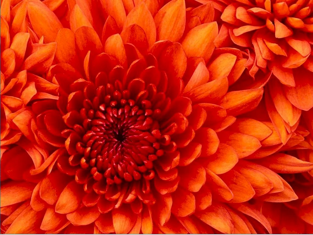 Krásná květina Chrysanténa skládačky online