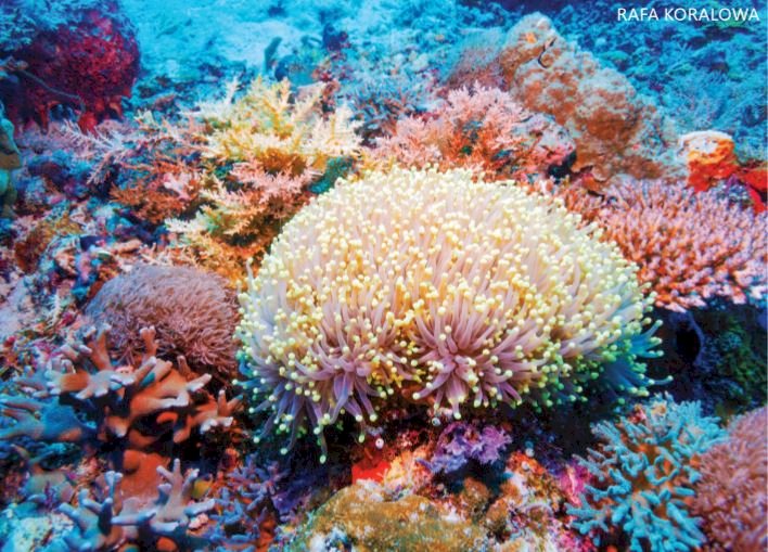 Marea barieră de corali jigsaw puzzle online