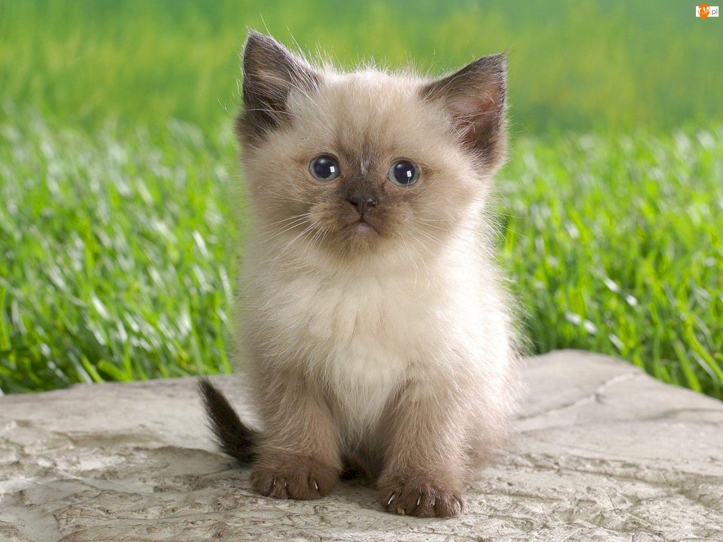 Γλυκό γατάκι  Pussel online