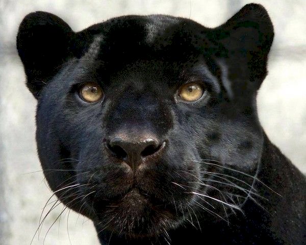 panther jigsaw puzzle online