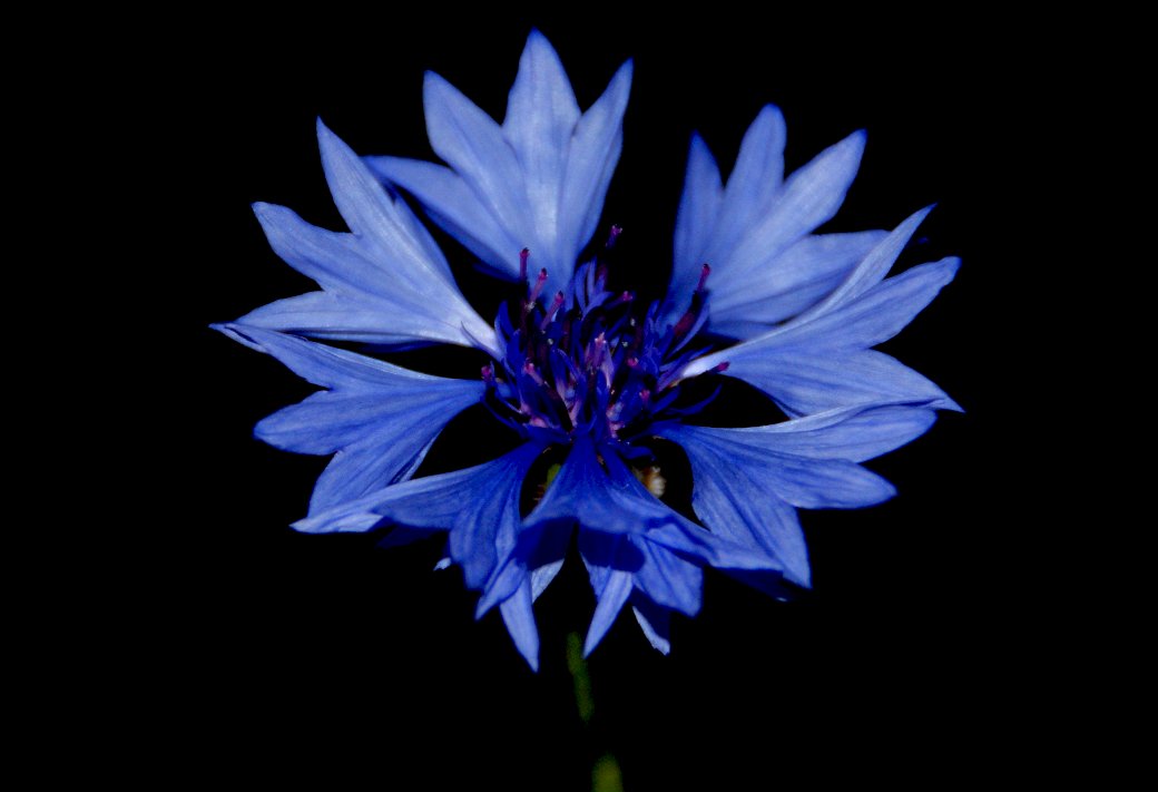 Flor de campo, aciano azul rompecabezas en línea