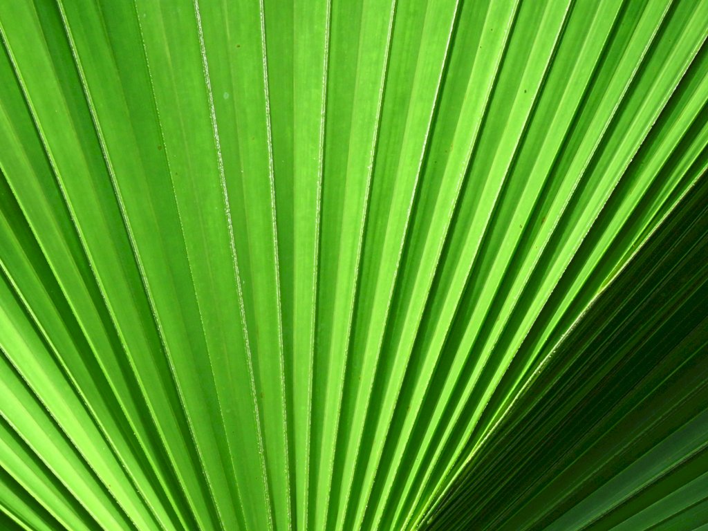 Palm blad online puzzel