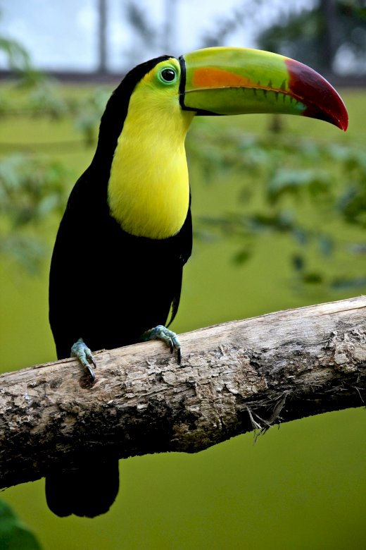 εντυπωσιακό toucan παζλ online