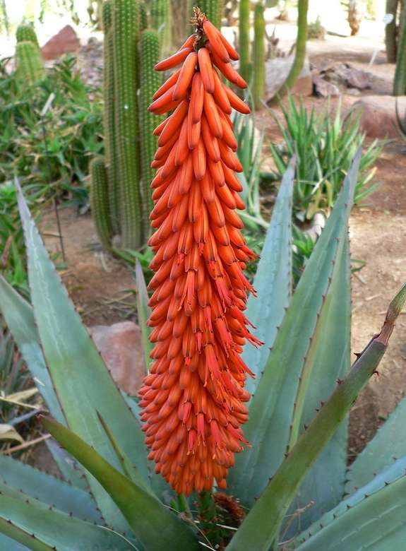 Aloe in fiore. puzzle online