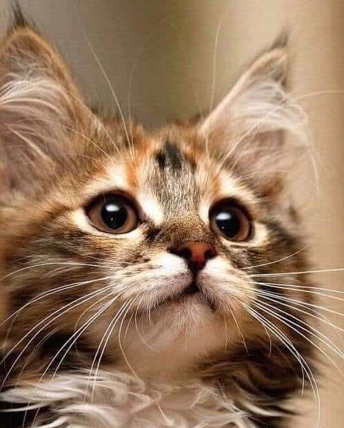 Kočičí oči. skládačky online