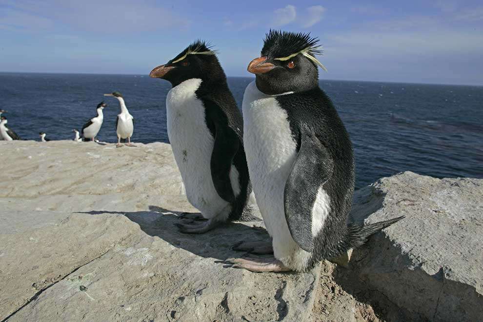Скальный пингвин пазл онлайн