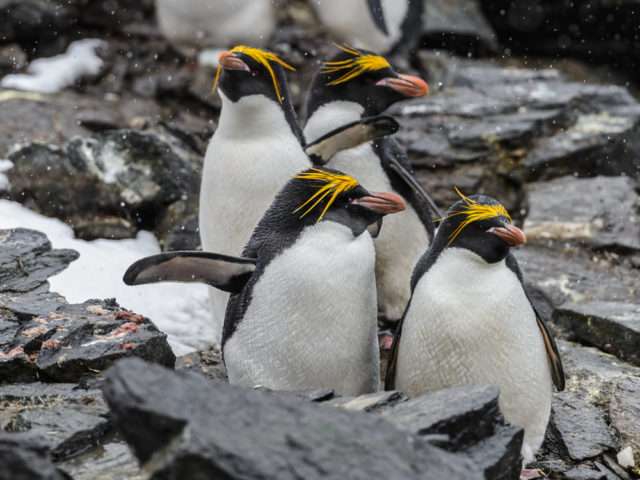 Golden Crested Penguin pussel på nätet