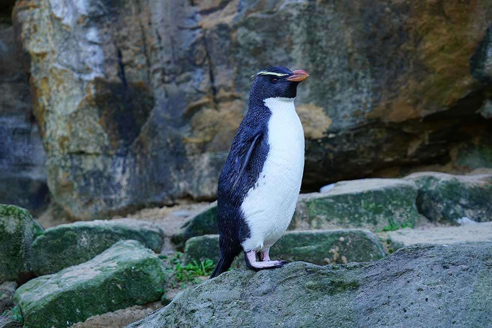 Grotere pinguïn online puzzel