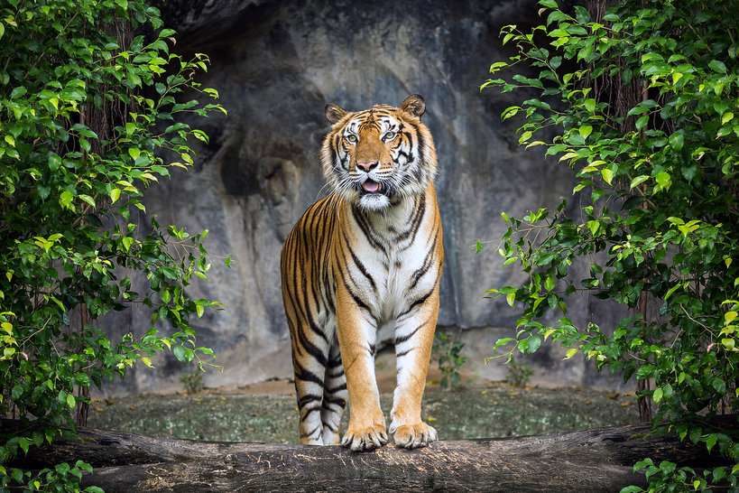 A beautiful tiger standing in front of the great waterfall online puzzle